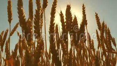<strong>环保小</strong>麦。 农业商业概念。 在蓝天上成熟<strong>小</strong>麦的田野。 穗状花序